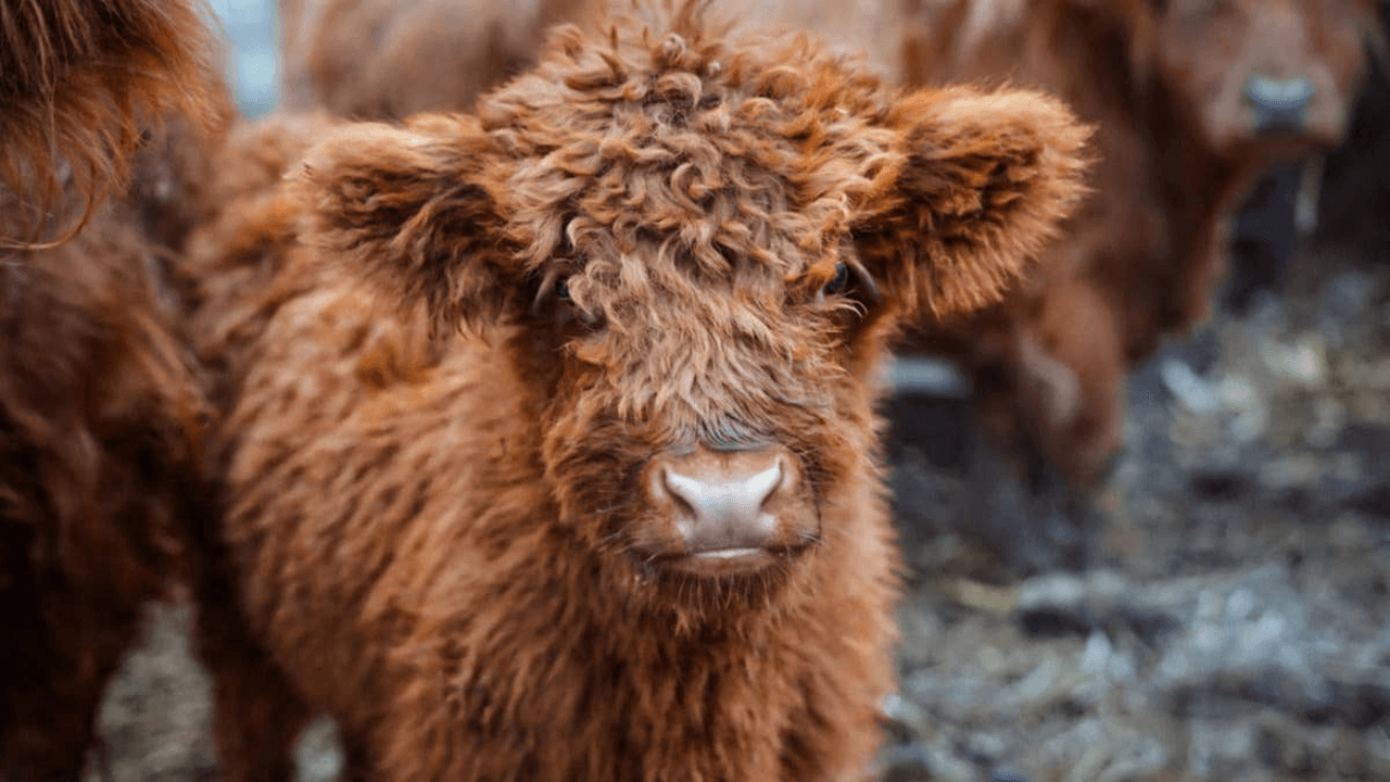 Baby Cow Practices His Moos and Zoomies in Adorable Video