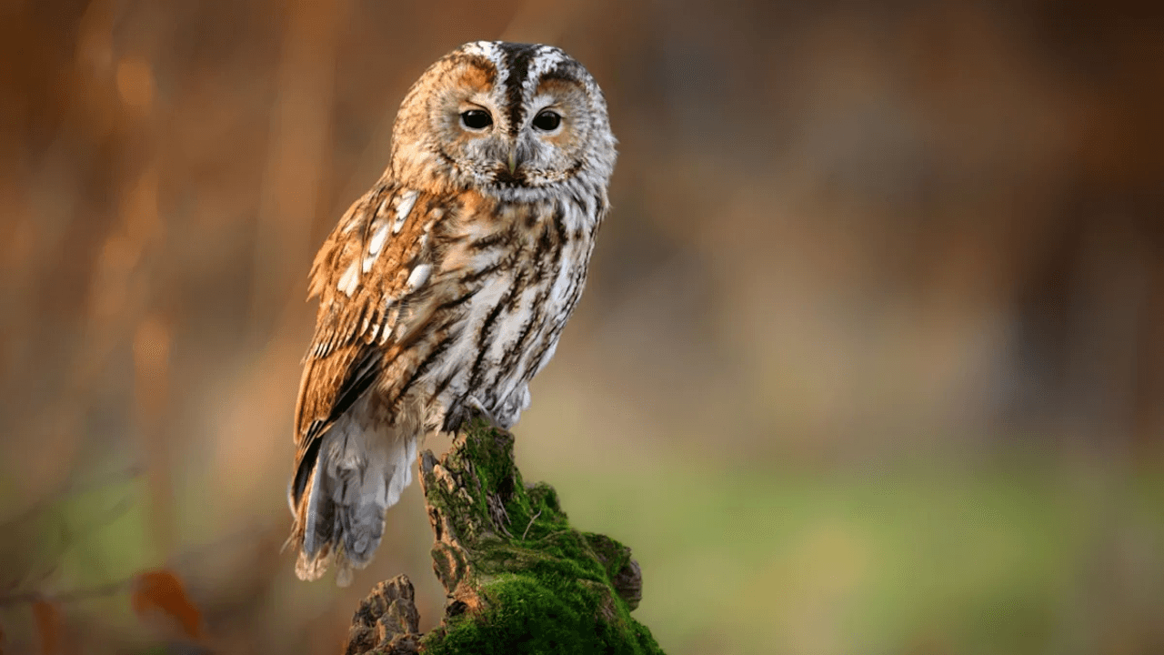 Celebrate World Wildlife Day With Plants That Make Your Garden a True Haven