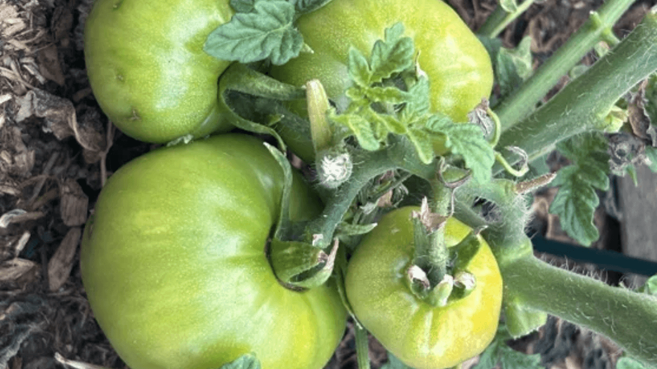 Fertilizing your gardens will help give you a productive growing season