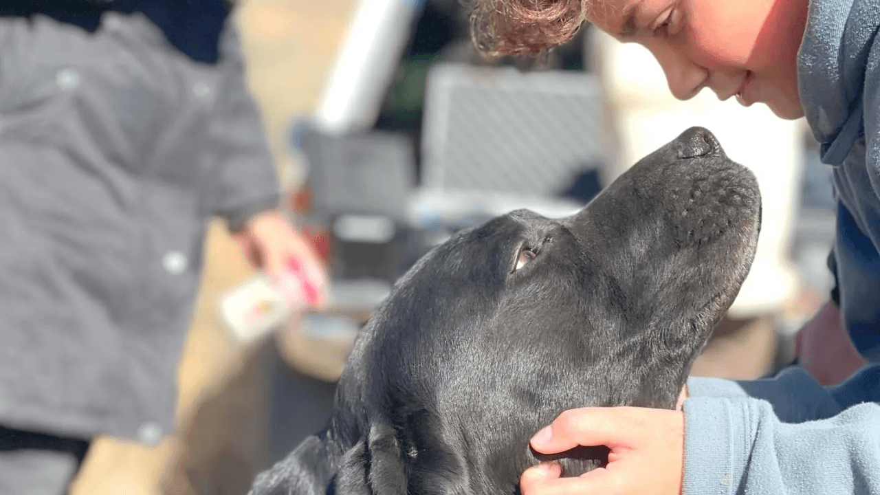 Hero Dog's Life-Saving Career Documented In 'Zzaslow K-457'