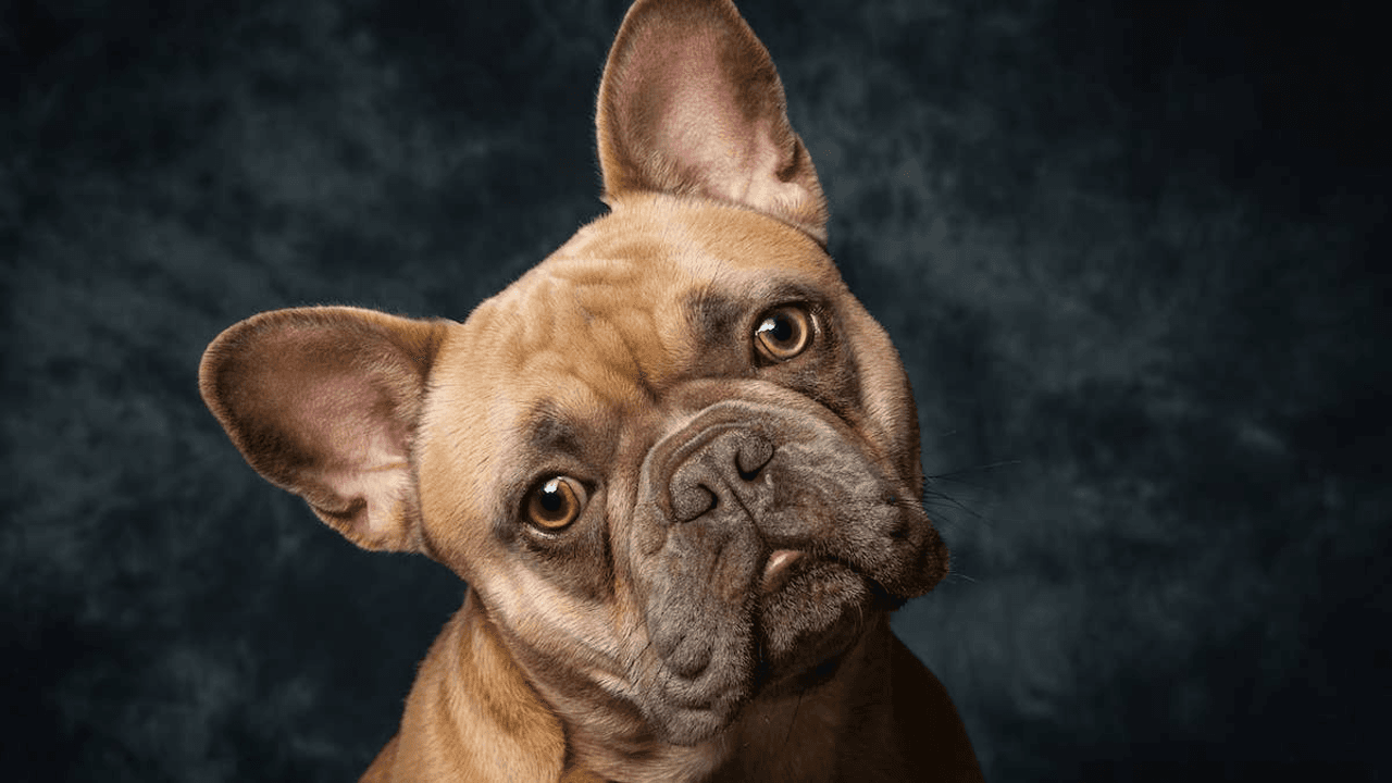 This Dog Mom Shows Us What Playtime Looks Like, and It's Way Too Funny