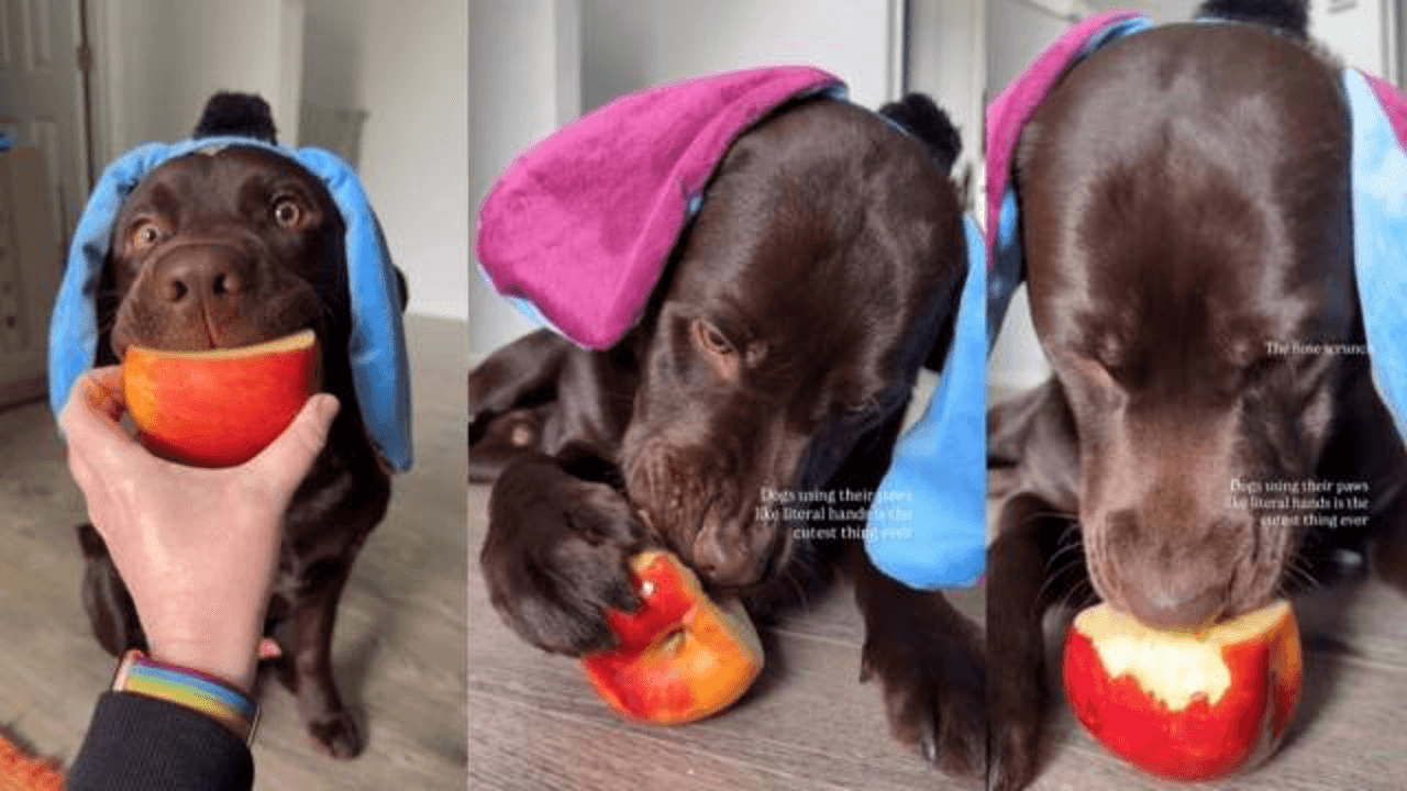 Labrador Puppy Eating Apple Makes for Cutest Video