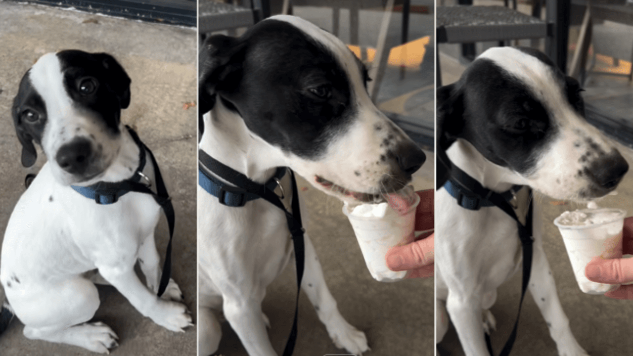 Pup Tries Puppuccino for the First Time