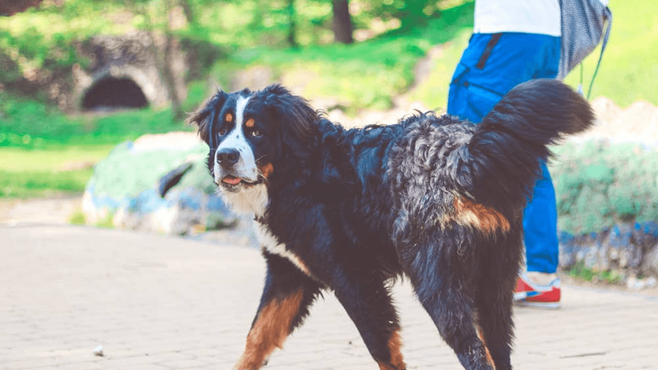 Bernese Mountain Dog Finds the Dog Park Empty and Takes It Hard