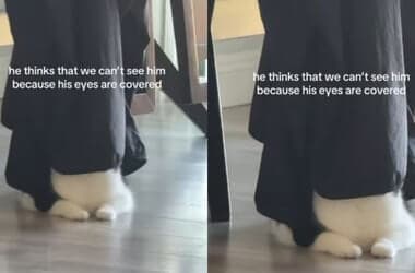 Cat Thinks Humans Can’t See Him Because His Eyes Are Covered, So He Does the Funniest Thing