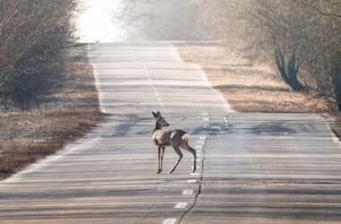 These 10 North Carolina Counties Have The Most Deer-Related Collisions, And Fall Is The Riskiest Season