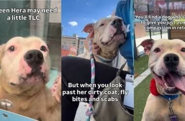Shelter Dog Found Tied to a Pole Proves She Worth So Much More Than Her Cruel Past